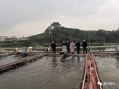 重庆市科技局卞雨昕处长一行调研池塘内循环流水养殖模式