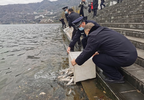 4000余尾鱼苗放流汉江 安康3名非法捕鱼者偿还“生态债”