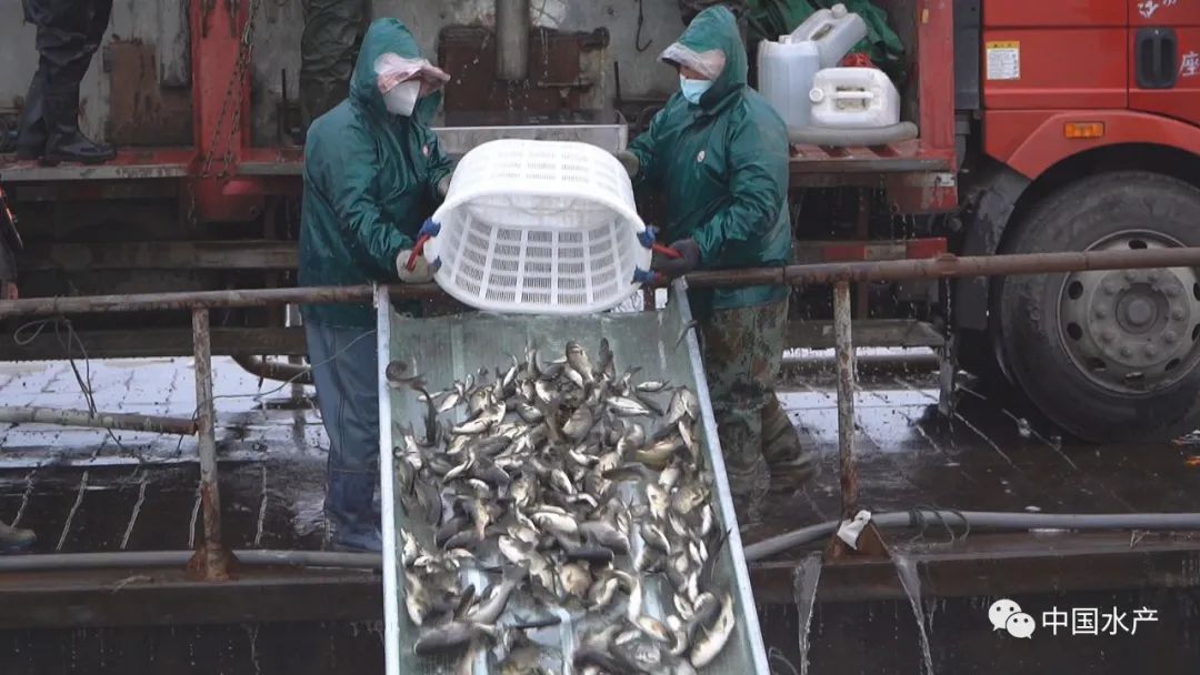 世界水日 6万尾鱼苗畅游骆马湖