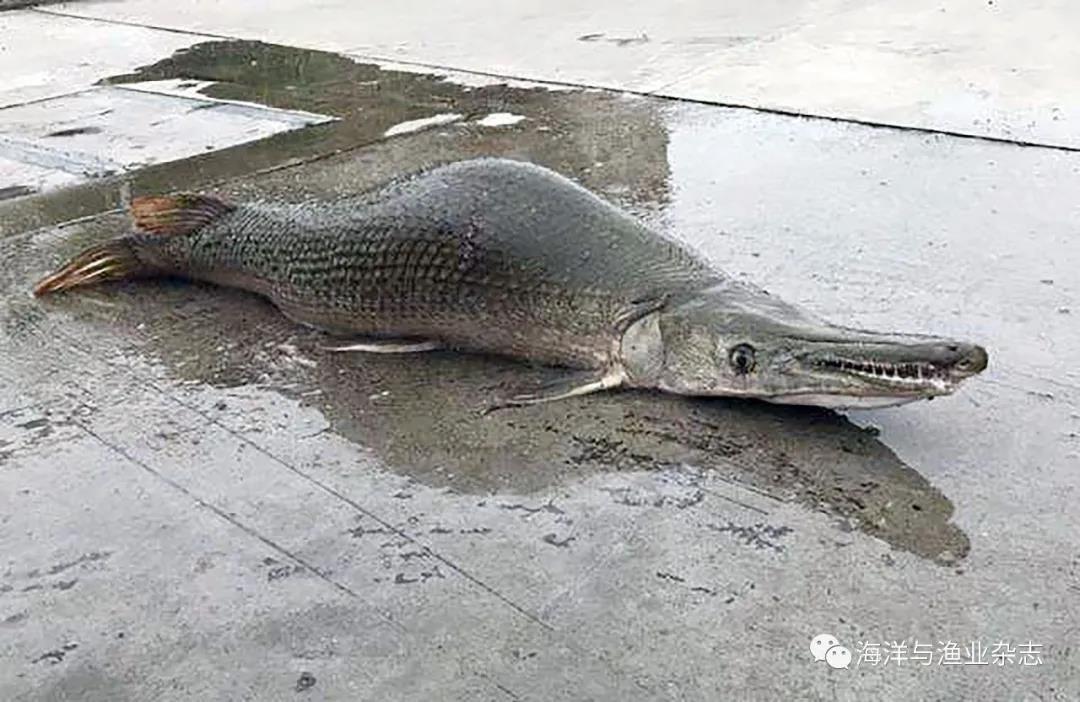 外来入侵水生生物治理案例