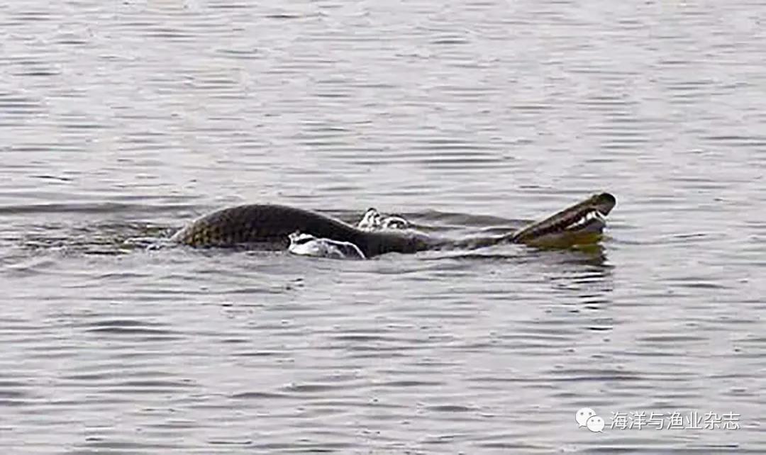 外来入侵水生生物治理案例