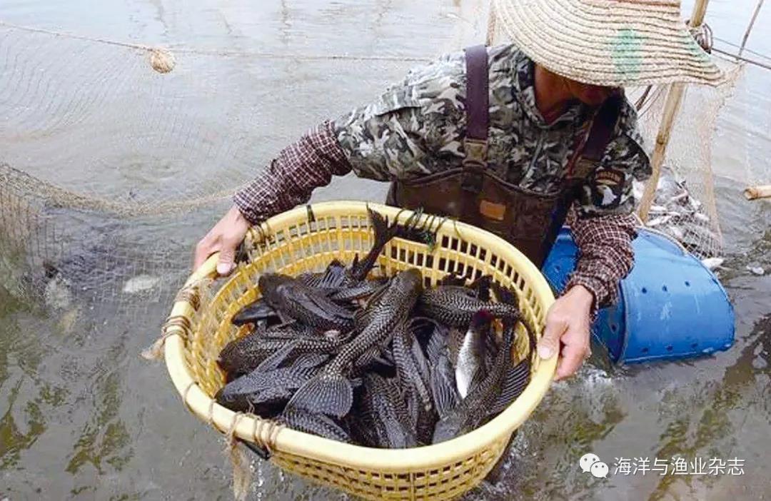 外来入侵水生生物治理案例