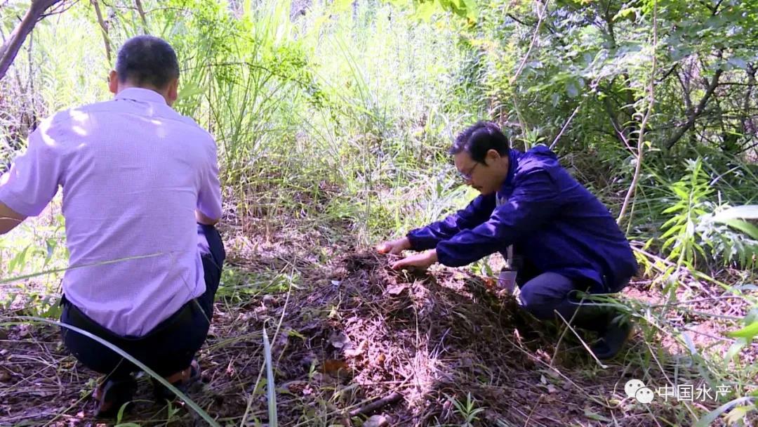 安徽扬子鳄野外产卵279枚 创保护区成立39年来历史新高