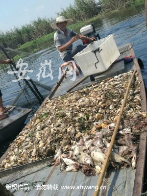 五河沱湖鱼蟹大范围死亡 当地环保部门:与上游水污染有关