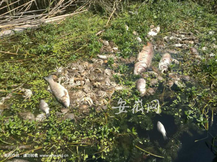 五河沱湖鱼蟹大范围死亡 当地环保部门:与上游水污染有关