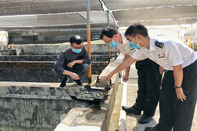 揭阳海关助力惠来鲜活鲍鱼出口香港市场