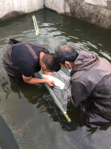 湖北省黄冈市黄州区：减产却增收，幸福村里的幸福时光