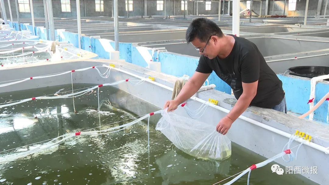 广东省阳江市阳西：全力培育优质海水种苗 年产高端品种鱼苗约8000万尾