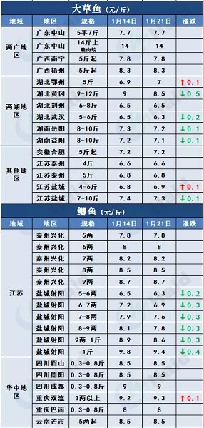 鱼价行情 | 加州鲈上涨，大鱼更受欢迎！临近年关价格还能涨多少？