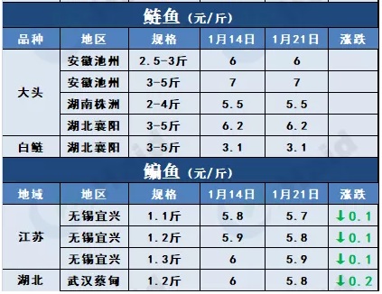 鱼价行情 | 加州鲈上涨，大鱼更受欢迎！临近年关价格还能涨多少？