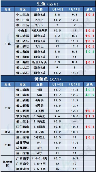 鱼价行情 | 加州鲈上涨，大鱼更受欢迎！临近年关价格还能涨多少？