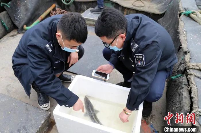 “水中大熊猫” 中华鲟误入渔网 渔民和渔政部门合力放生