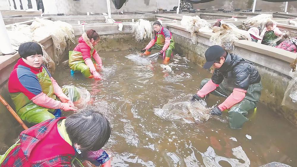 打造水产种业“福建芯”