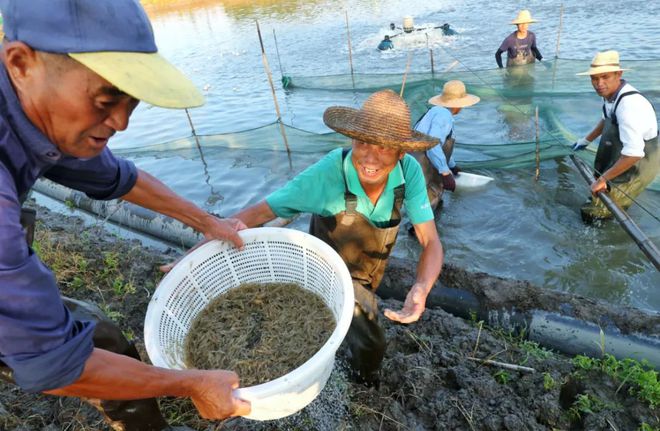 鲜美青虾大量上市！疫情之下，湖州德清青虾如何“突围”？