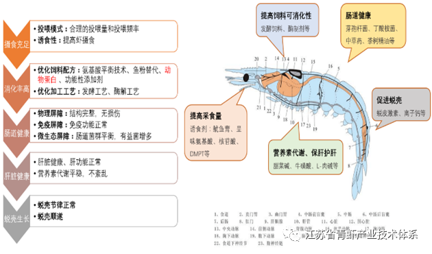 “太湖2号”青虾专用饲料的推广应用