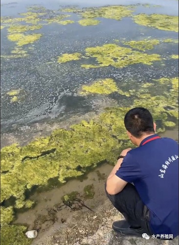 该醒醒了！近期水产养殖业“青苔分解酶”事件引发的思考