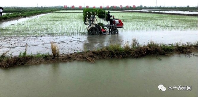 7日起多阴雨利于繁养轮转，抓天时巧管理力争虾肥稻香