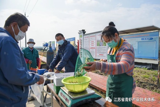 江苏省青虾体系昆山基地打通水产保供的“最后一公里”