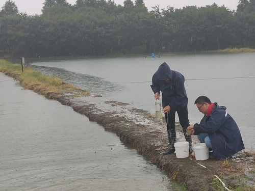 浙江省淡水水产研究所到嘉兴市开展罗氏沼虾养殖技术服务