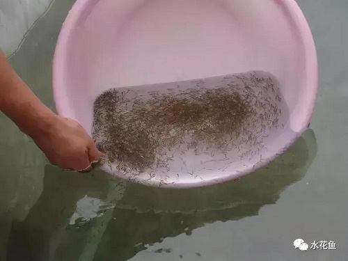 水产育苗：水花苗种饲养的投放密度，牵涉并受制于诸多方面的因素！