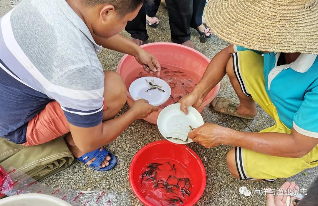 增殖放流 护生态 惠民生―― 400万尾苗种游入珠江