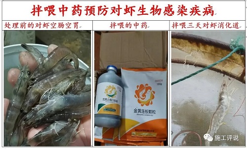 南方大面积死虾，真是弧菌惹的祸？频繁消毒杀菌，为啥越杀越多?