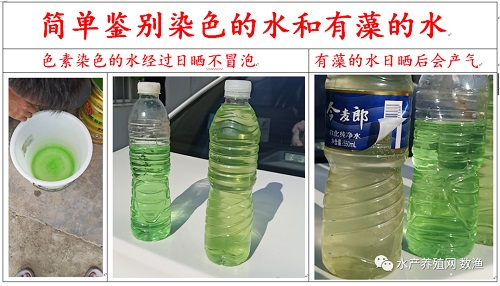 氨氮中毒大量死鱼的惨剧，如何避免？这次把氨氮说透了，值得收藏