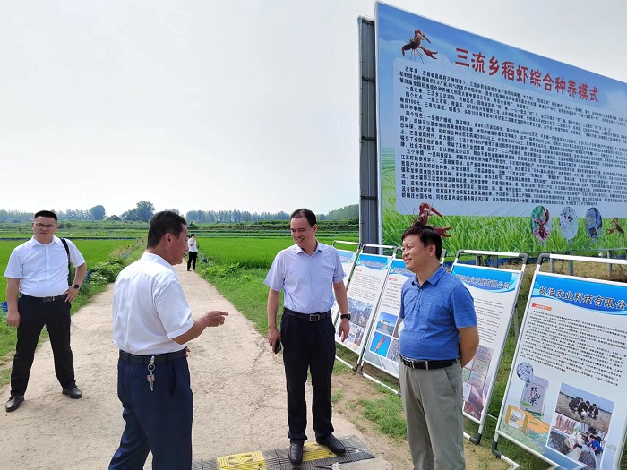 六安市委书记叶露中等领导到霍邱县三流乡宋桥村 调研稻虾生产情况