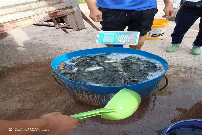 我为群众办实事：云南楚雄双柏县夏季投“苗”秋季收鱼