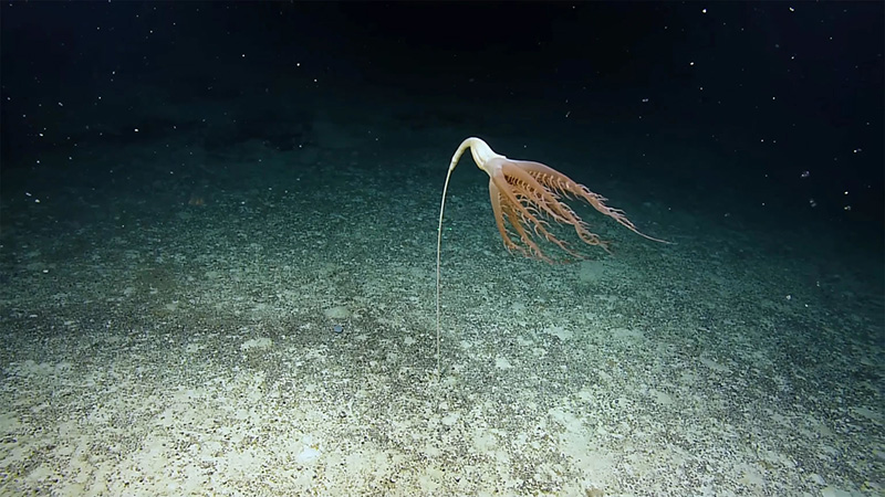 海洋生物Solumbellula海笔