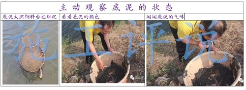 热到爆！鱼塘全军覆没的惨剧频发，养殖户损失惨重！缺氧只是表象，最大的问题可能在底