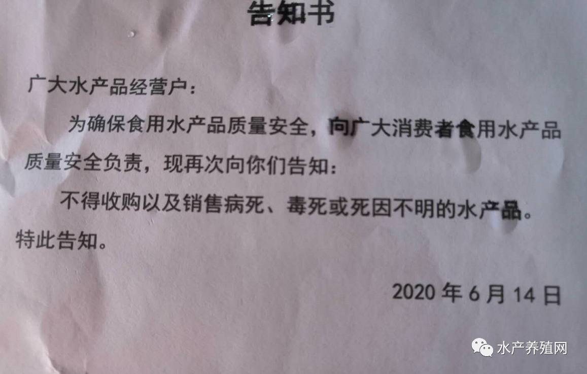 疫情迅速叫停鱼价上涨势头！鳜鱼3天降3元？鲈鱼等品种也量价齐跌！