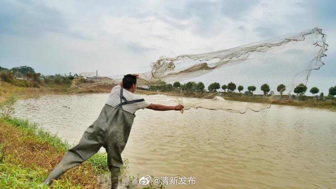 广东清远市清新区山塘镇推动桂花鱼养殖转型升级