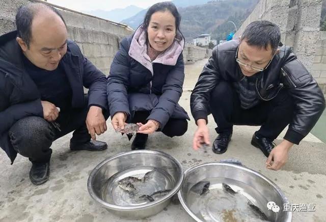 西南大学罗莉副教授到巫溪指导饲料鳜流水养殖