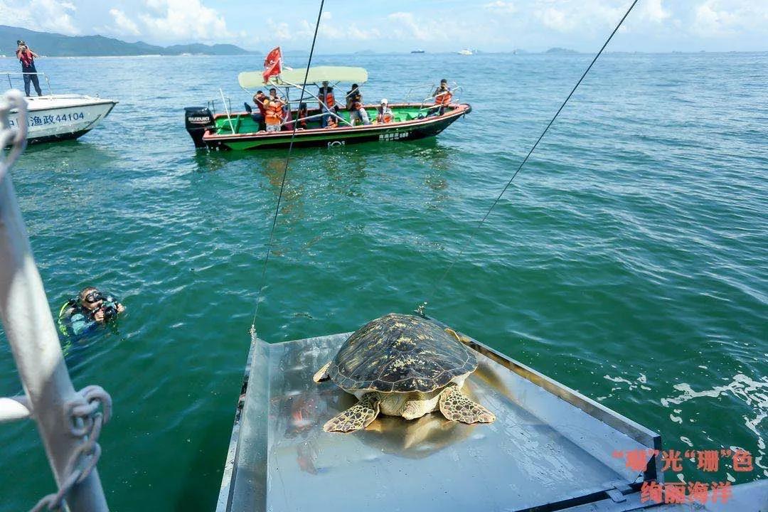 认养珊瑚安家大鹏海底 首届全国珊瑚日在深圳启动