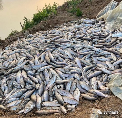 死鱼一桶桶地拎上来，养殖户边哭边捞！鱼瘟继续扩散，高鱼价会持续到年底？