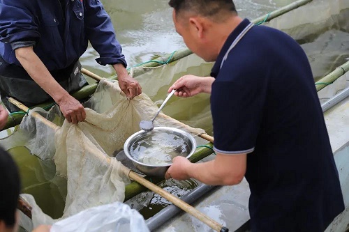 目标10个亿！“皖鲈1号”销售火爆！新品种抗病力强、长速快、条形好