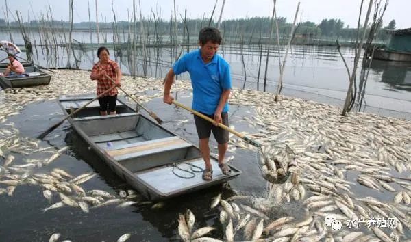 惨痛！停电2小时死鱼8千斤损失超20万！水产养殖真不是你想的那样容易！