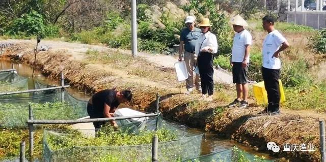 重庆市生态渔产业技术体系唐洪玉副教授一行到秀山县调研并指导黄鳝养殖