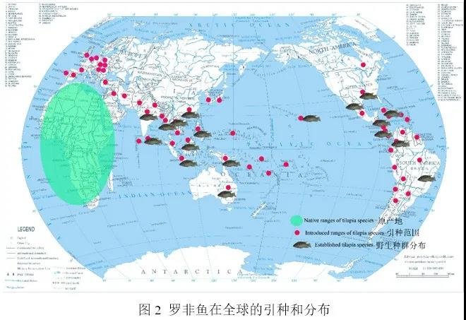 我国罗非鱼年产量最高占全球49%，现在养殖情况还好吗？