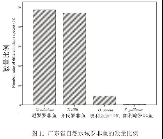 我国罗非鱼年产量最高占全球49%，现在养殖情况还好吗？