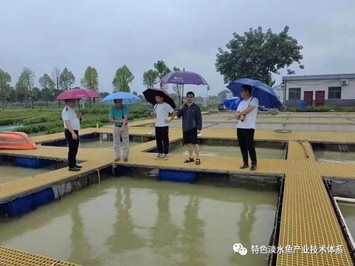 脆肉罗非升温！罗非鱼营养需求与饲料岗位、惠州综合试验站联合澳华集团研究院攻关脆肉