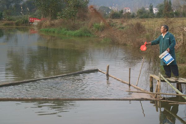 浙江省淡水水产研究所疫情防控期间技术指导手册七――黄颡鱼池塘养殖技术