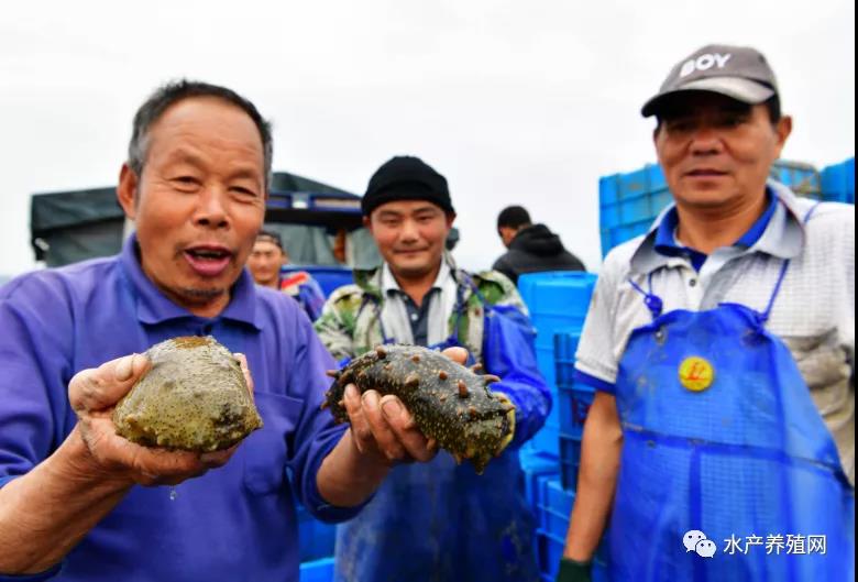 小海参玩出新花样！这个县的4个海参交易中心累计交易额30亿元！