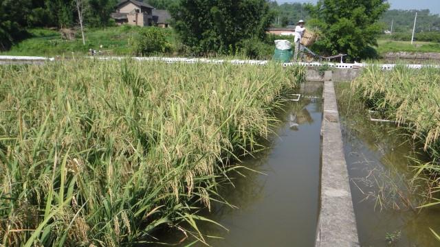 重庆市永川区稻鳅综合种养试验示范田的水稻开始收割了