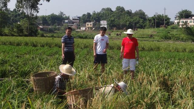 重庆市永川区稻鳅综合种养试验示范田的水稻开始收割了