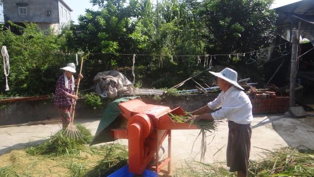 重庆市永川区稻鳅综合种养试验示范田的水稻开始收割了