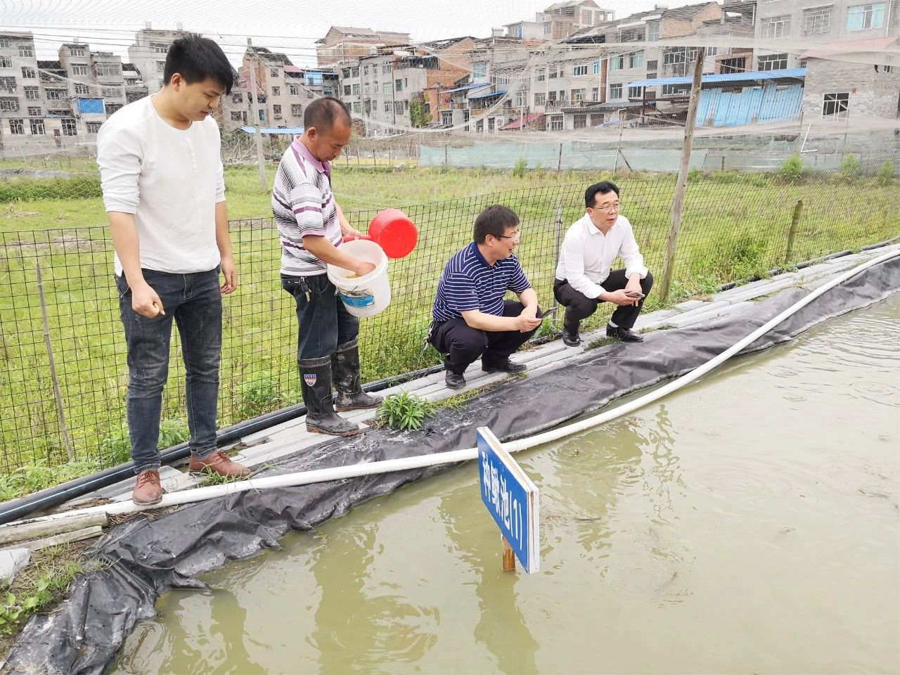 台湾泥鳅游进贵州黔东南州天柱县