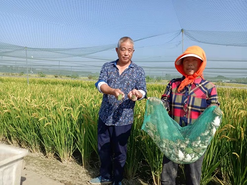 江苏兴化：稻香鳅肥、蛙声一片，生态种养好“丰”景