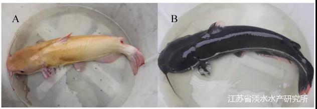 江苏淡水所在斑点叉尾t粉白体色形成机制和家系育种方面取得系列重要进展